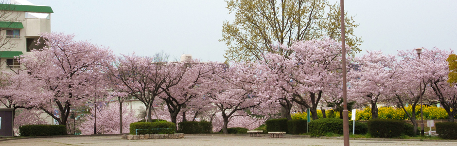 桜